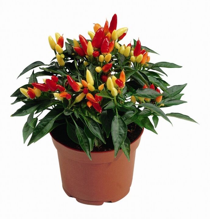 capsicum capsicum v HondroFrost na polyartritídu